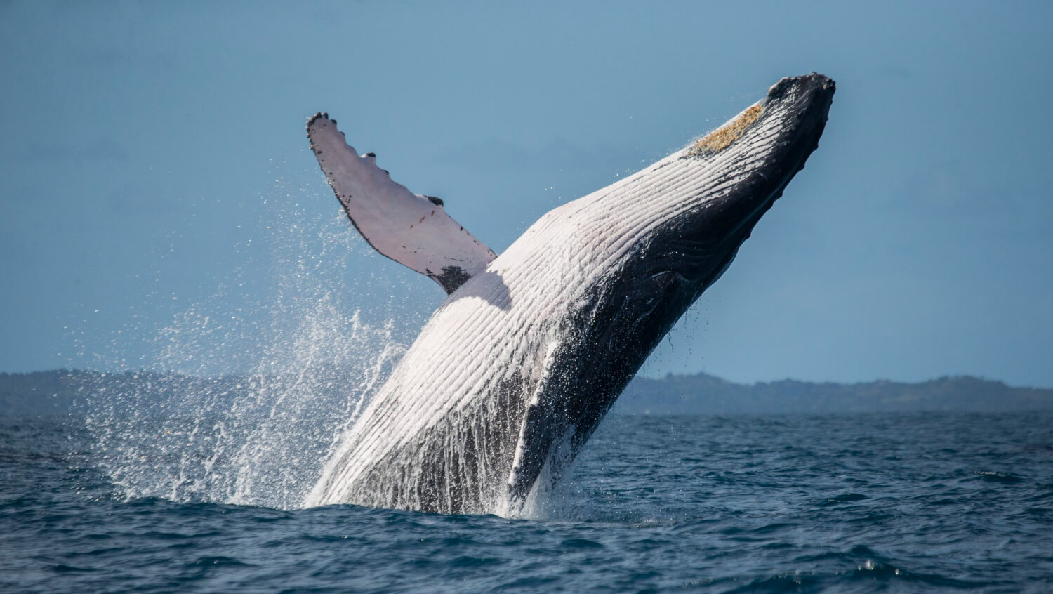 Secrets of the Deep: How Whales Dive Over 3000 Meters