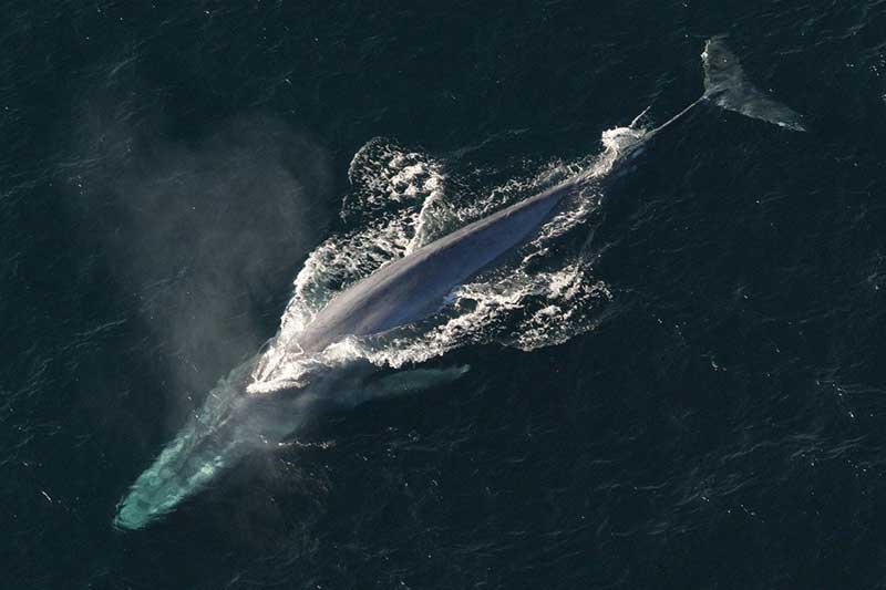 Which Whale Dives Deepest? The Ocean's Deepest Diving Mammals